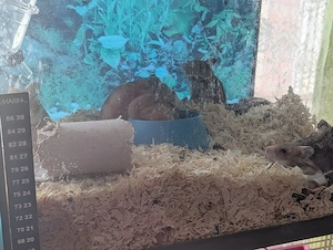 Junge Hamster abzugeben