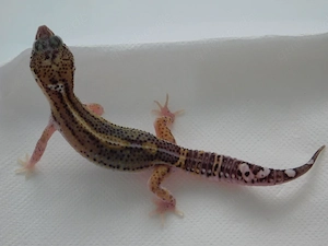 1.0 Mack Snow Black Night het. Eclipse Leopardgecko Männchen Jungtier abzugeben! Eublepharis