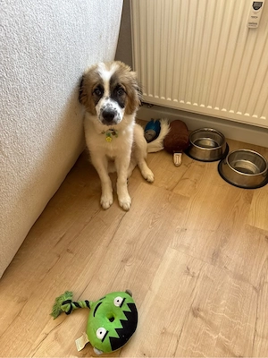 samojede kroatischer schäferhund welpe zu verkaufen