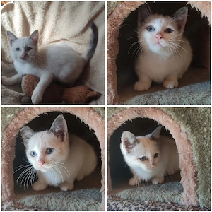 siam mix weibchen zu verkaufen 