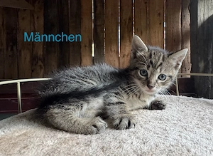Wunderschöne Kitten zu verkaufen