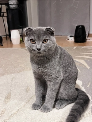 Liebevolle Katze, 5 Monate, geimpft und stubenrein   500  