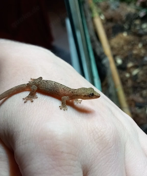 Jungferngeckos-Lepidodactylus lugubris-Terrarium 