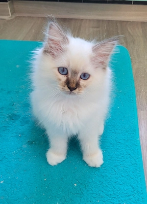 Heilige-Birma-Kitten ab 12 Wochen abgabebereit