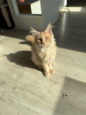 Reinrassiger Maine Coon Kater 3 Monate
