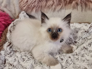 Heilige Birma Kitten