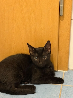verkaufe ein Kater!!
