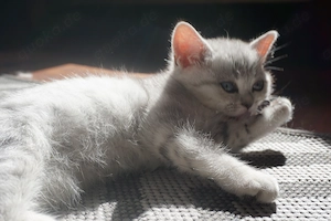 BKH Kitten in der Farbe Silver Shaded mit Stammbaum