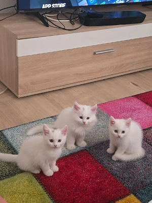 3 wunderschöne weiße Kitten suchen ein liebevolles Zuhause