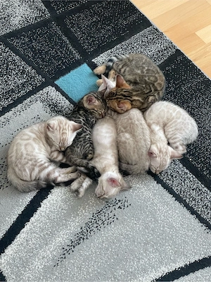 Reinrassige Bengal-Kitten 3 Mädchen & 1 Junge