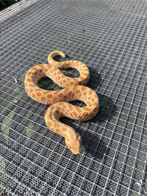 Heterodon nasicus
