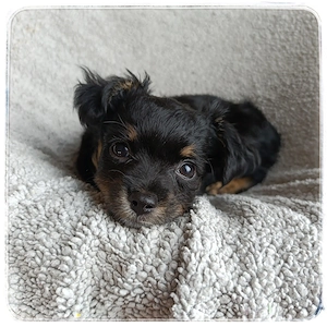 Liebenswertes Chihuahua Mädchen in wunderschönem Fellkleid - aus seriöser Zucht