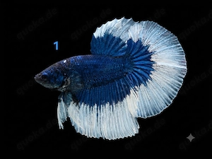 Kampffisch Männchen Betta splendens 