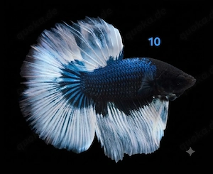 Kampffisch Männchen Betta splendens 