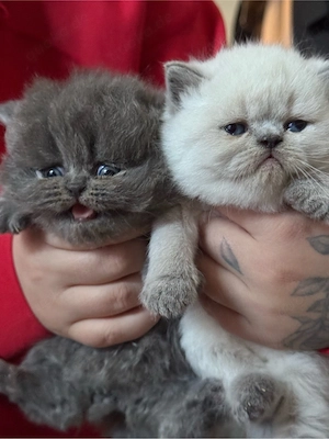 Bkh Blh Kitten
