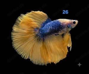 Kampffisch Männchen Betta splendens 