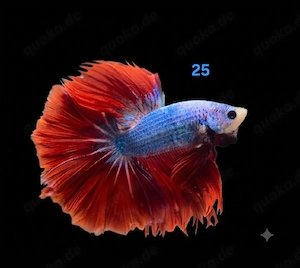 Kampffisch Männchen Betta splendens 