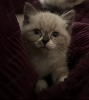 kitten abzugeben 