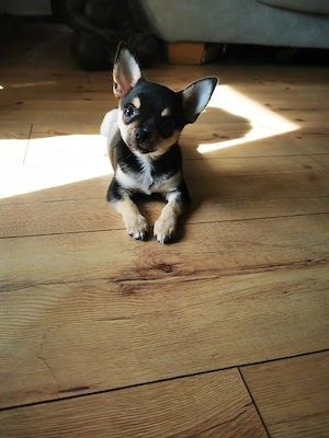 Chihuahua Hündin Black and tan 