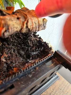 Heterometrus Silenus Skorpion mit Terrarium Komplett