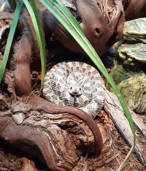 Heterodon Nasicus 1.0 Axanthic het Albino het Toffeebelly
