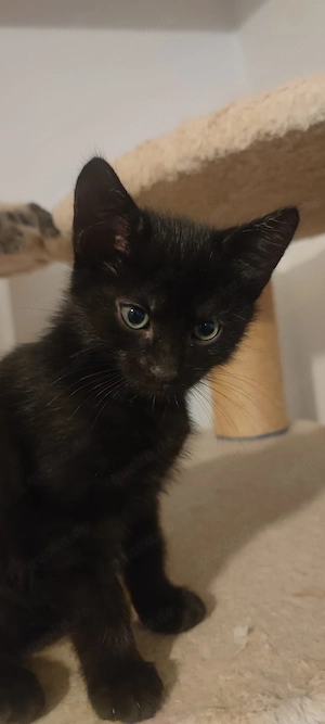    Süßer Katzenkater abzugeben!