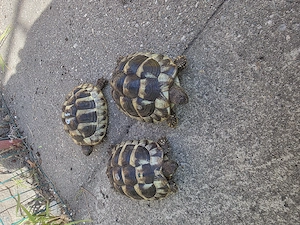  3 Griechische Landschildkröten suchen ein neues Zuhause 