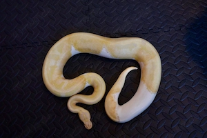 Königspython Dreamsicle 1.0 , deutsche Nachzucht 21, Xclusiv Snakes 