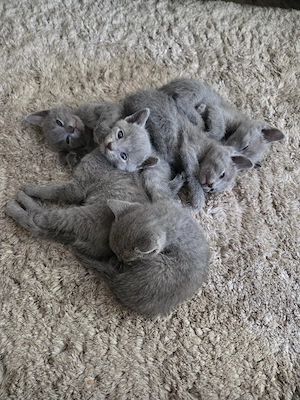 Russisch Blau Kitten