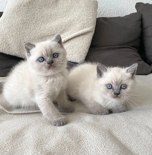    BKH Kitten suchen ein liebevolles Zuhause   