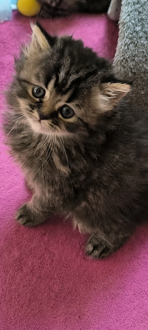 Perser Baby Mädchen