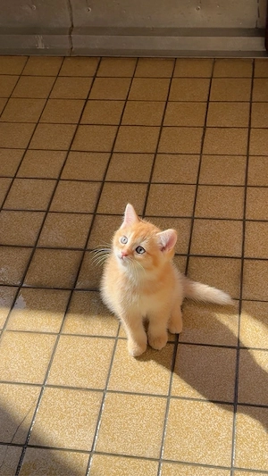 Zauberhaftes Ragdoll & BKH-Mix Kitten sucht ein liebevolles Zuhause!