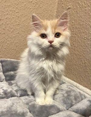 Süßes Bkh Blh Kitten