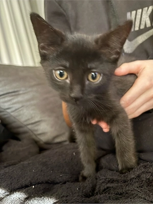 Maine Coon Mix Kitten 