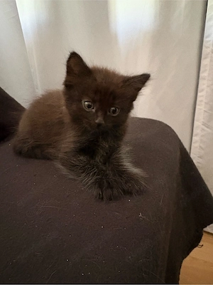 Maine Coon Mix Kitten 