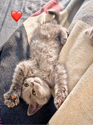 BKH Kitten - 3 kleine Persönlichkeiten