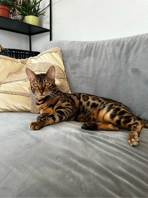 Katze zum Decken gesucht 