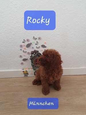 Wunderschöne Toypudel-Welpen abgabebereit   sozialisiert, geimpft und gechippt.