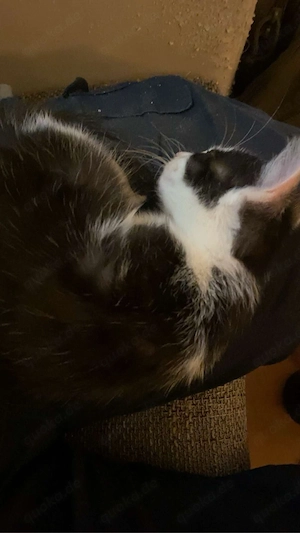 2 liebevolle katzen suchen ein zuhause für immer 