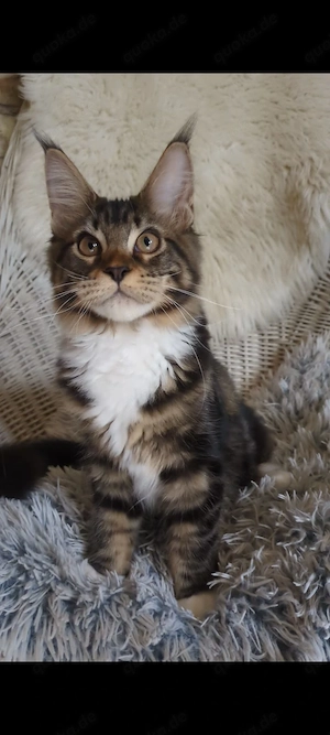Maine Coon Kitten mit Ahnentafel ,suchen ab sofort ein neues,tolles Zuhause
