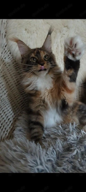 Maine Coon Kitten mit Ahnentafel ,suchen ab sofort ein neues,tolles Zuhause
