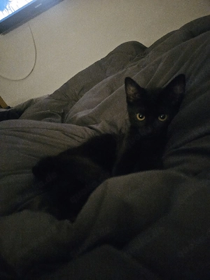 Wir suchen eine Babykatze 