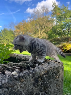 Verkaufe meine Britische Kurzhaar katzen mit eine seltene farbung.