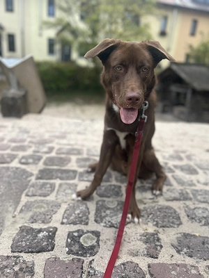 Verkaufe jungen Labrador Husky mix rüde 