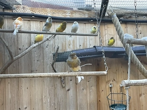 Kanarienvögel