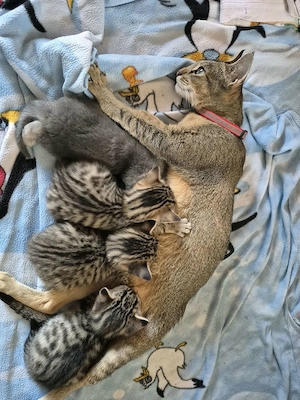 Abessinier,Rusian blue, Bengal Mix Vater und Mutter 