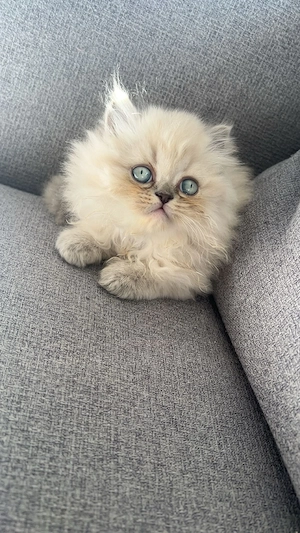 Drei wunderschöne BLH-Kitten suchen ein liebevolles Zuhause