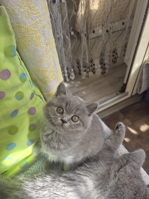 Bkh Katerchen blü reinrassig 