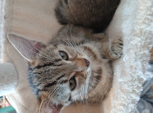 Süße Kitten (12 Wochen) in Eitensheim (Nähe Ingolstadt) abzugeben