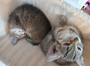 Süße Kitten (12 Wochen) in Eitensheim (Nähe Ingolstadt) abzugeben